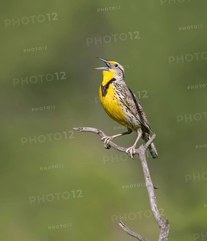 Western Meadowlark (Sturnella neglecta) male singing, North Dakota, USA