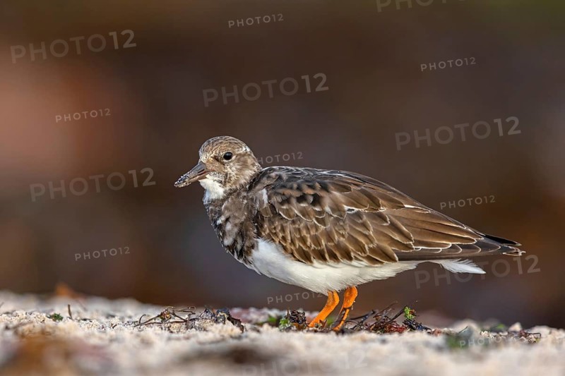 Turnstone, (Arenaria interpres), Animals, Birds, Snipe family, Heligoland, Schleswig-Holstein, Germany