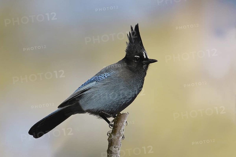Steller's Jay (Cyanocitta stelleri), Arizona, USA