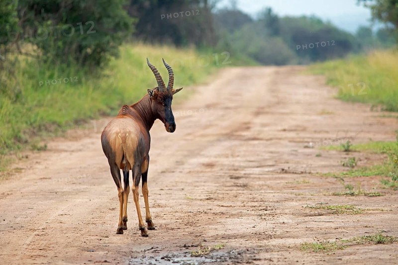 Serengeti Topi (Damaliscus korrigum jimela) on a sandy track, antelope, Akagera National Park or Kagera National Park, Eastern Province, Rwanda