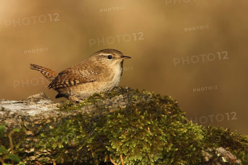 Eurasian Wren (Troglodytes troglodytes), Utrecht, Netherlands