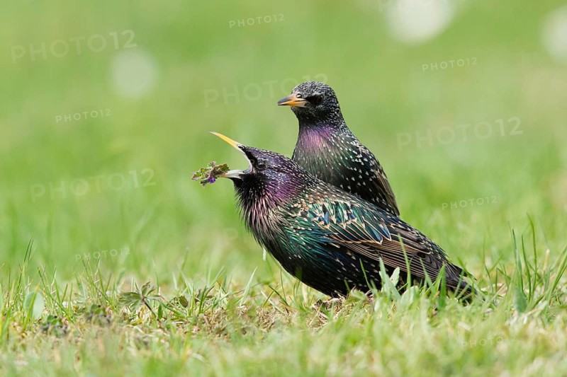 Common Starling (Sturnus vulgaris) pair, male presenting female with a food gift as part of a courtship ritual, Bavaria, Germany