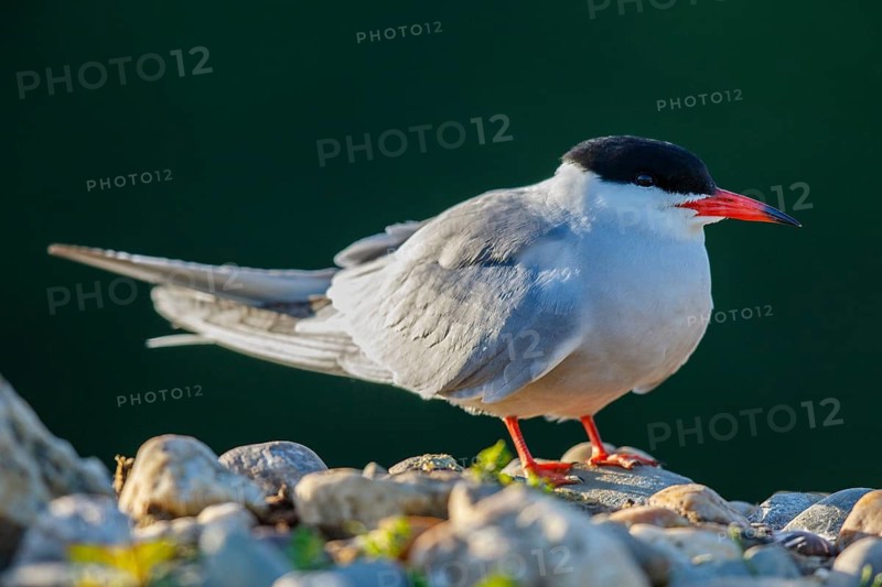 Common Tern (Sterna hirundo), North Rhine-Westphalia, Germany
