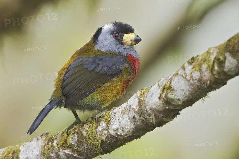 Toucan Barbet (Semnornis ramphastinus), Ecuador