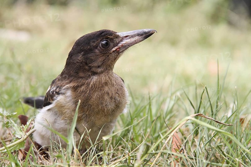 Pied Butcherbird (Cracticus nigrogularis) juvenile, Queensland, Australia