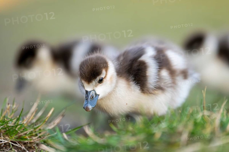 Egyptian goose (Alopochen aegyptiaca) cute chicks on a meadow at the shore of a lake, Bavaria, Germany