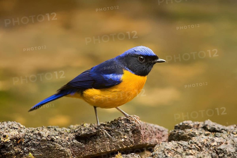 Rufous-bellied Niltava (Niltava sundara) male, Yunnan, China