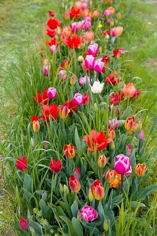 Gönningen tulip blossom, tulips (Tulipa), flowers, colourful, pink, red blossoms, spring bloomers, bulbous flower genus, old tradition, custom, custom, tulip show, Tulip Sunday at the foot of the Swabian Alb, Gönningen, Reutlingen district, Baden-Württemberg, Germany