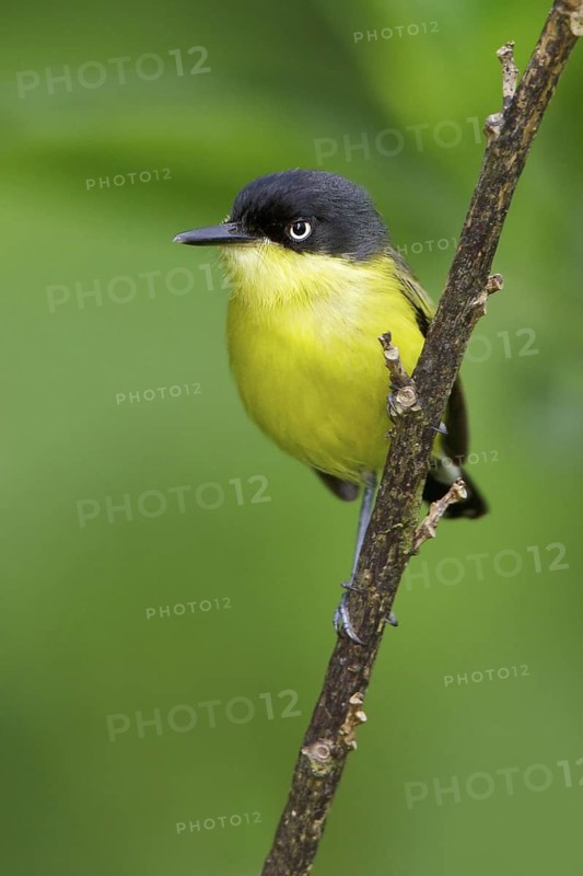 Common Tody Flycatcher (Todirostrum nigriceps) perched on a branch in Costa Rica, Central America