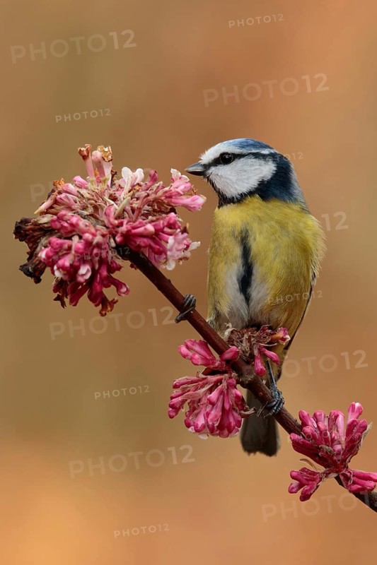 Eurasian Blue Tit (Cyanistes caeruleus), Utrecht, Netherlands