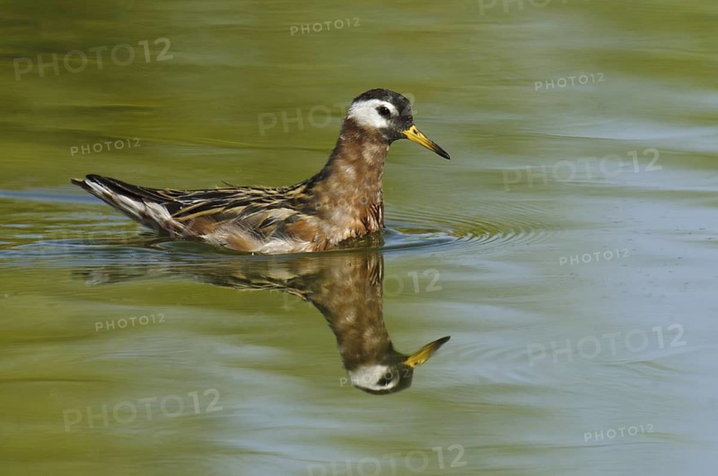Red Phalarope (Phalaropus fulicarius), Arizona, USA