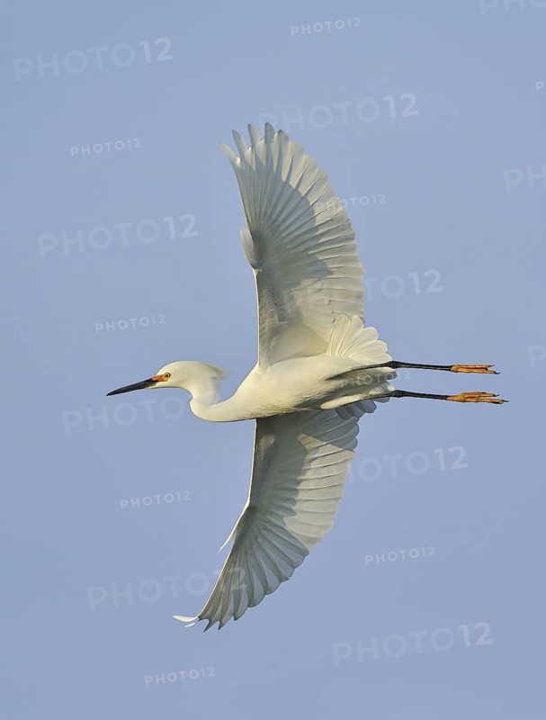 Snowy Egret (Egretta thula) flying, Texas, USA