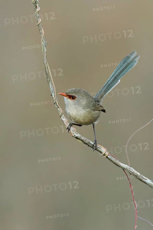 Variegated Fairywren (Malurus lamberti assimilis) female, Victoria, Australia