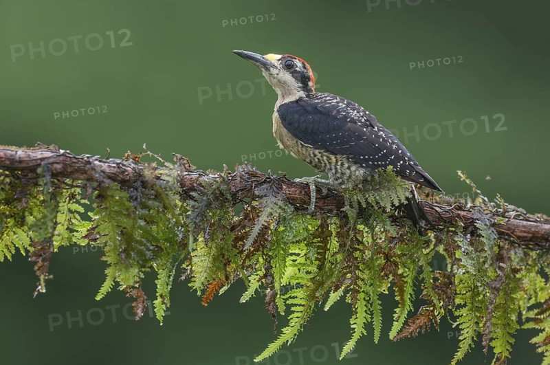 Black-cheeked Woodpecker (Melanerpes pucherani), Costa Rica