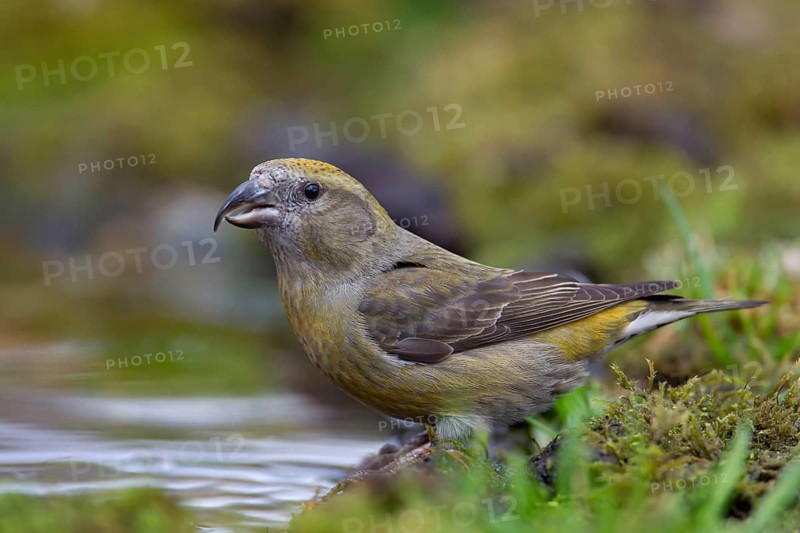 Common crossbill (Loxia curvirostra) adult female bird at a woodland water pool, Norfolk, England, United Kingdom