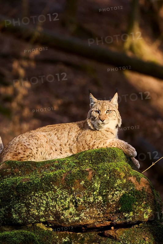 Eurasian lynx (Lynx lynx) lying on a rock, Bavaria, Germany