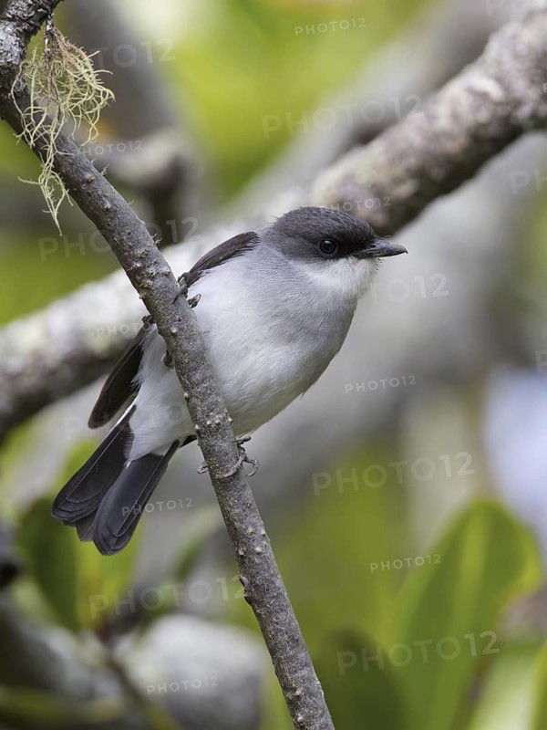 Mangrove Robin (Peneoenanthe pulverulenta leucura), Queensland, Australia
