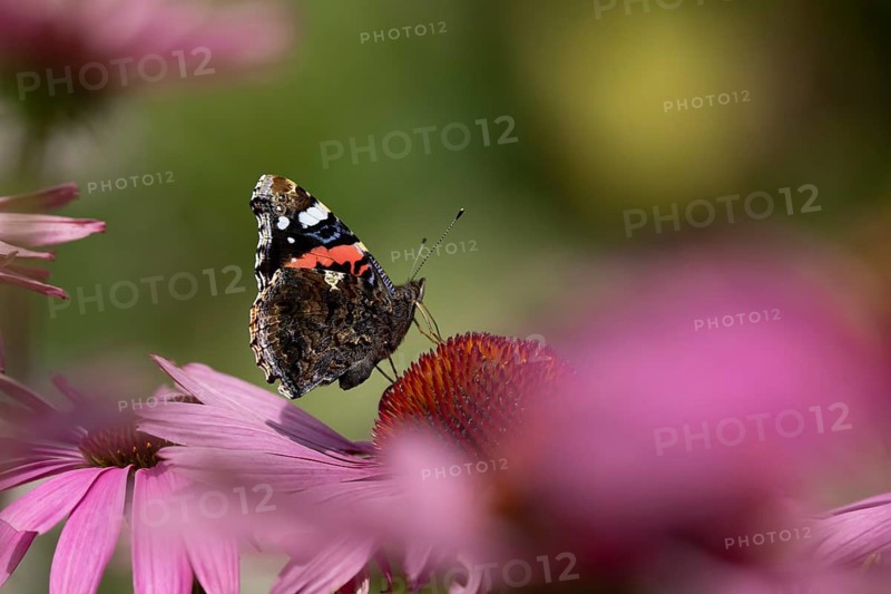 Red admiral butterfly (Vanessa atalanta) adult insect feeding on a garden purple Coneflower (Echinacea purpurea) flower in summer, England, United Kingdom