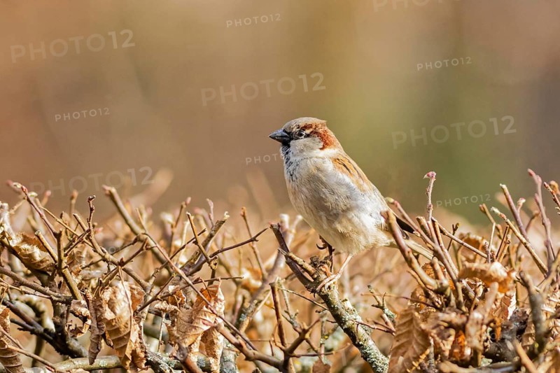 House sparrow (Passer domesticus) perched on dry hedge branches in late winter light, Hesse, Germany