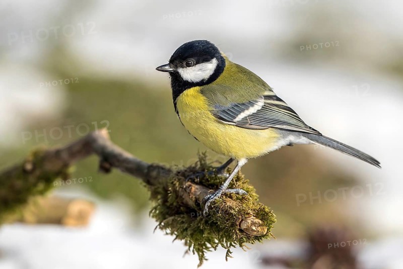 Great Tit (Parus major) perched on a branch, Mecklenburg-Western Pomerania, Germany