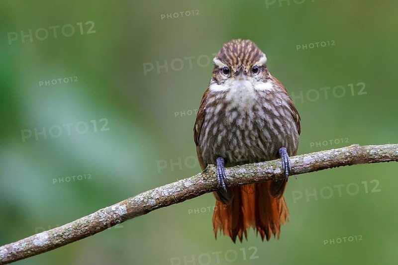 Streaked Xenops (Xenops rutilans) perched on a branch in the Atlantic rainforest of southeast Brazil
