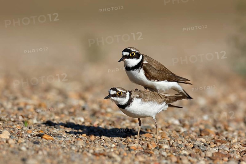 Little Ringed Plover (Charadrius dubius) pair mating, Saxony-Anhalt, Germany