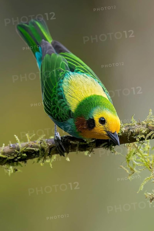 Multicolored Tanager (Chlorochrysa nitidissima) perched on a branch in Colombia, South America
