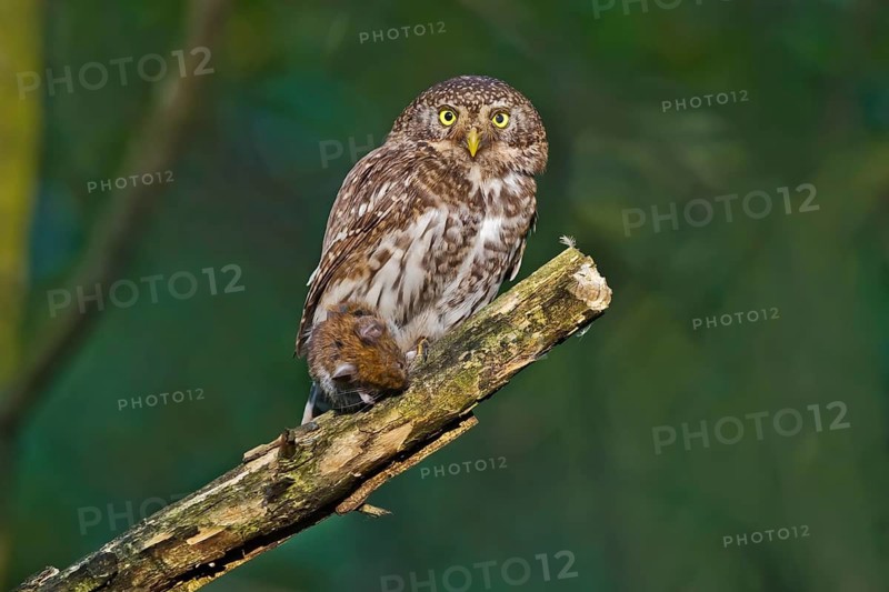Eurasian Pygmy Owl (Glaucidium passerinum) female perched on a branch with prey, Bavaria, Germany