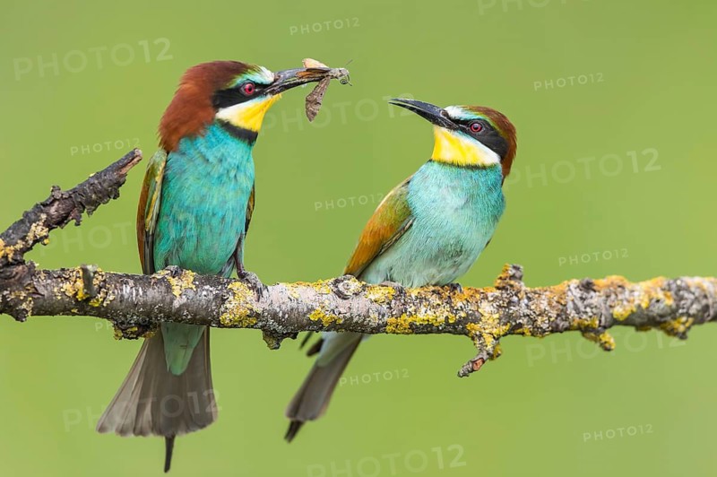 European Bee-eater (Merops apiaster) pair displaying, presentation of an insect as bridal gift, Subotica, Serbia