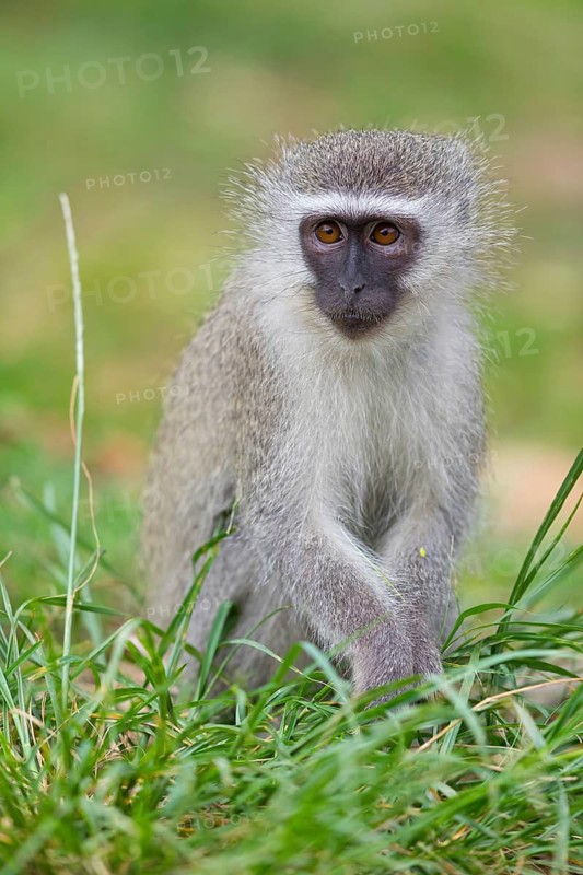 Vervet Monkey, (Chloroebus pygerythrus), vervet monkey, monkey, monkeys, primate, primates, family of vervet monkeys, mmerkatzen, iSimangaliso Wetland Park, St. Lucia, KwaZulu-Natal, S¸dafrica