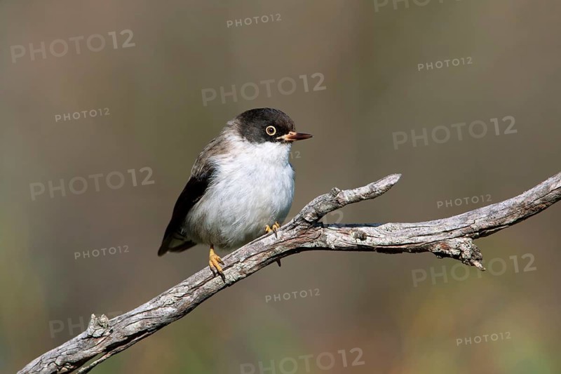 Varied Sittella (Daphoenositta chrysoptera) female, Victoria, Australia