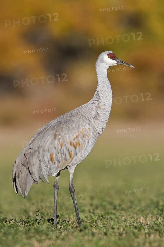 Sandhill Crane (Antigone canadensis), New Mexico, USA
