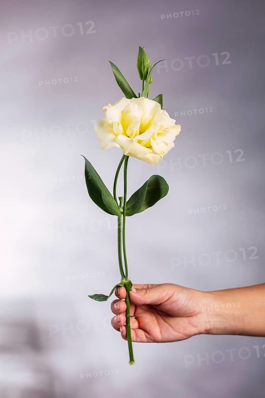 A hand gently holds a delicate yellow flower with green leaves against a soft gradient background in the studio. The serene composition highlights the flower simplicity and grace