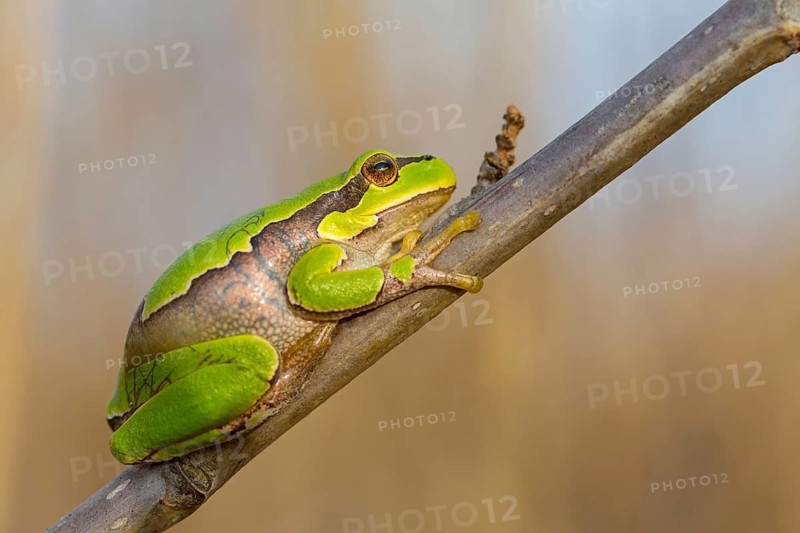 European tree frog, (Hyla arborea), frog, frog family, Lake Neusiedl, Illmitz, Burgenland, Austria