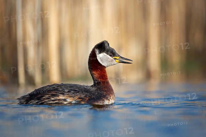 Red-necked Grebe (Podiceps grisegena), Saxony-Anhalt, Germany