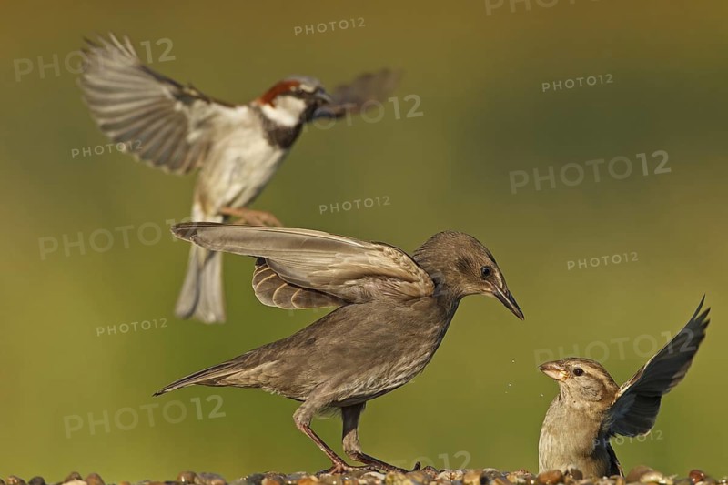 Common Starling & House Sparrow (Sturnus vulgaris & Passer domesticus), Rhineland-Palatinate, Germany