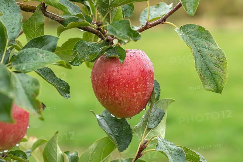 Apple (Malus domestica 'Rekarda'), Bundessortenamt Prüfstelle Wurz, Germany