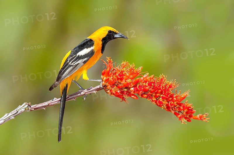 Hooded Oriole Icterus cucullatus Amado, Arizona, United States 16 April Adult Male Icteridae