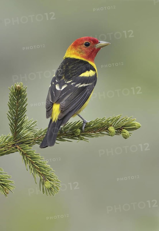 Western Tanager (Piranga ludoviciana) male, British Columbia, Canada