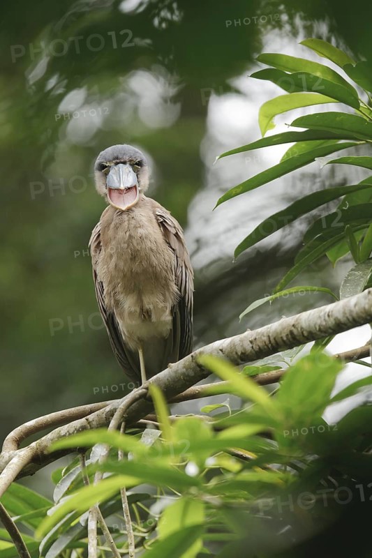 Boat-billed heron chick in rainforest