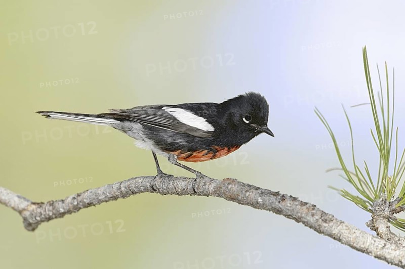 Painted Whitestart (Myioborus pictus), Arizona, USA