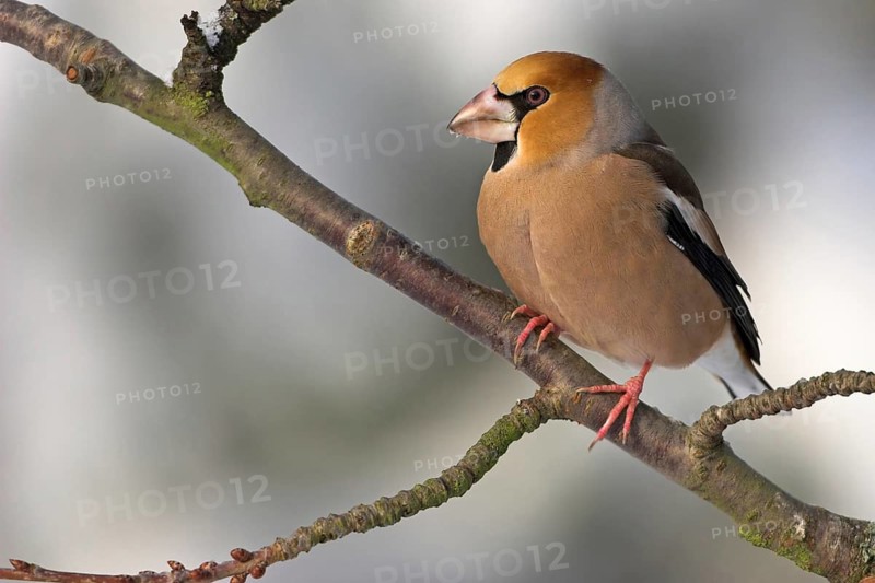 A hawfinch (Coccothraustes coccothraustes), Battenberg, Tiszaalp-r, Kiskuns-gi National Park, B-cs-Kiskun, Hungary