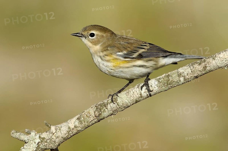 Myrtle Warbler (Setophaga coronata coronata) female, Texas, USA