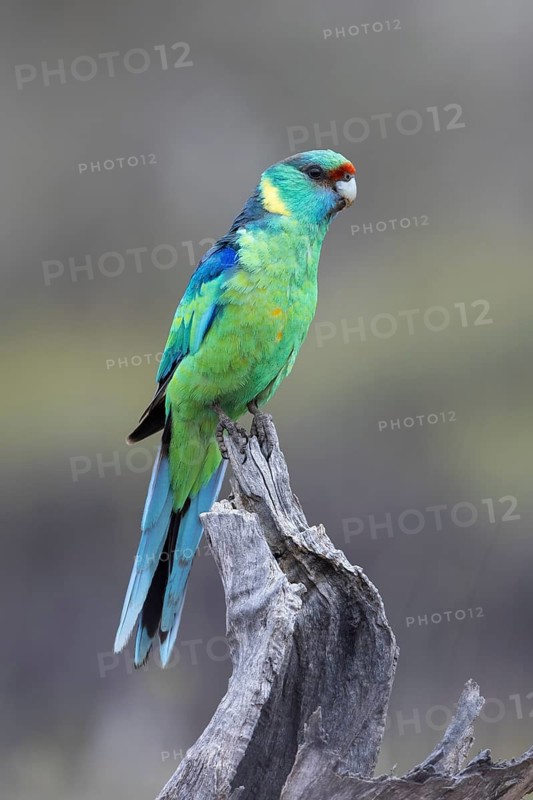 Mallee Ringneck (Barnardius zonarius barnardi) male perched on an old tree stump, Victoria, Australia