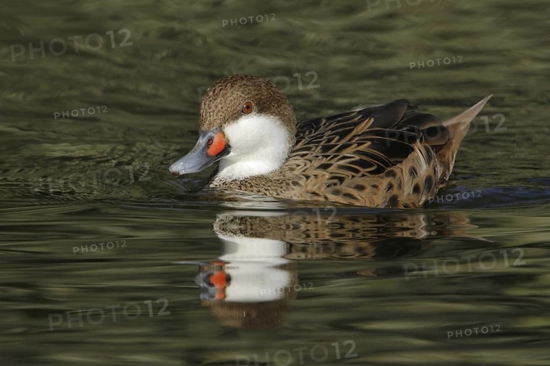 White-cheeked Pintail (Anas bahamensis), Arizona, USA