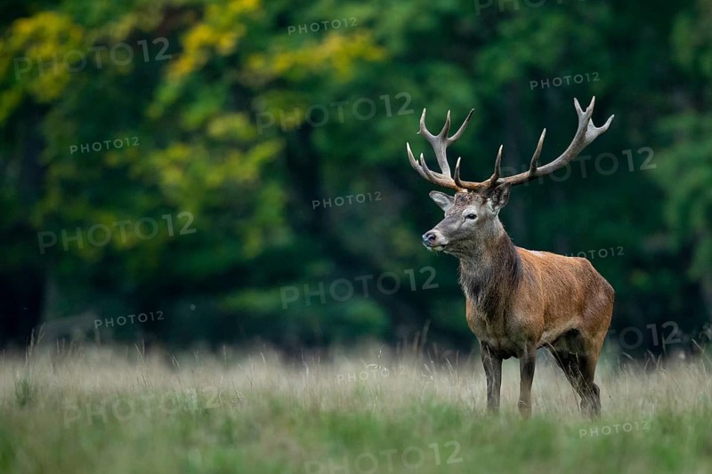 Red deer (Cervus elaphus) in rut, Klamptenborg, Copenhagen, Denmark