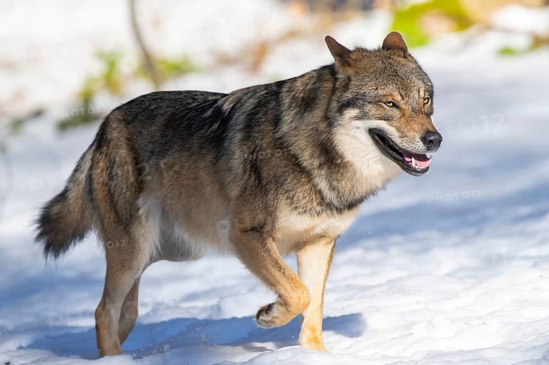 European gray wolf (Canis lupus lupus) walking in a forest in winter, snow, Bavaria, Germany