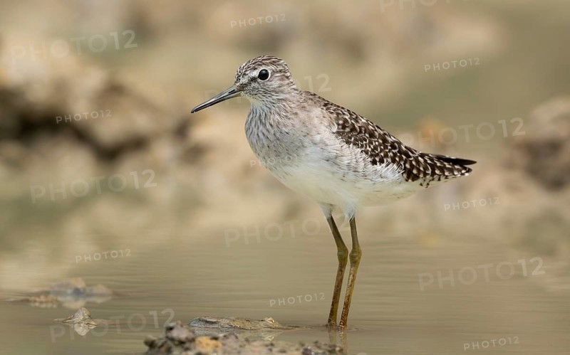 Wood Sandpiper (Tringa glareola) standing on muddy ground, sreepur, Gazipur, bangladesh