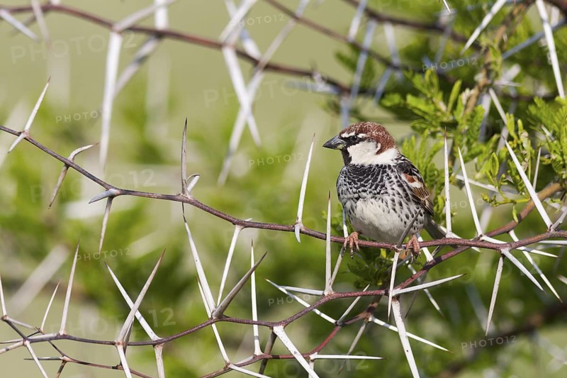 Spanish Sparrow - Weidensperling - Passer hispaniolensis ssp. transcaspicus, male, Turkey