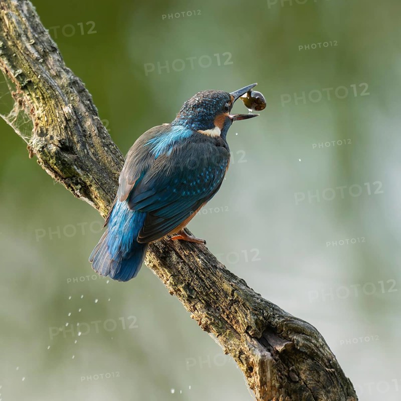 Kingfisher (Alcedo atthis) sitting on an old branch, perch, with tadpole prey in its beak, Lower Saxony, Germany